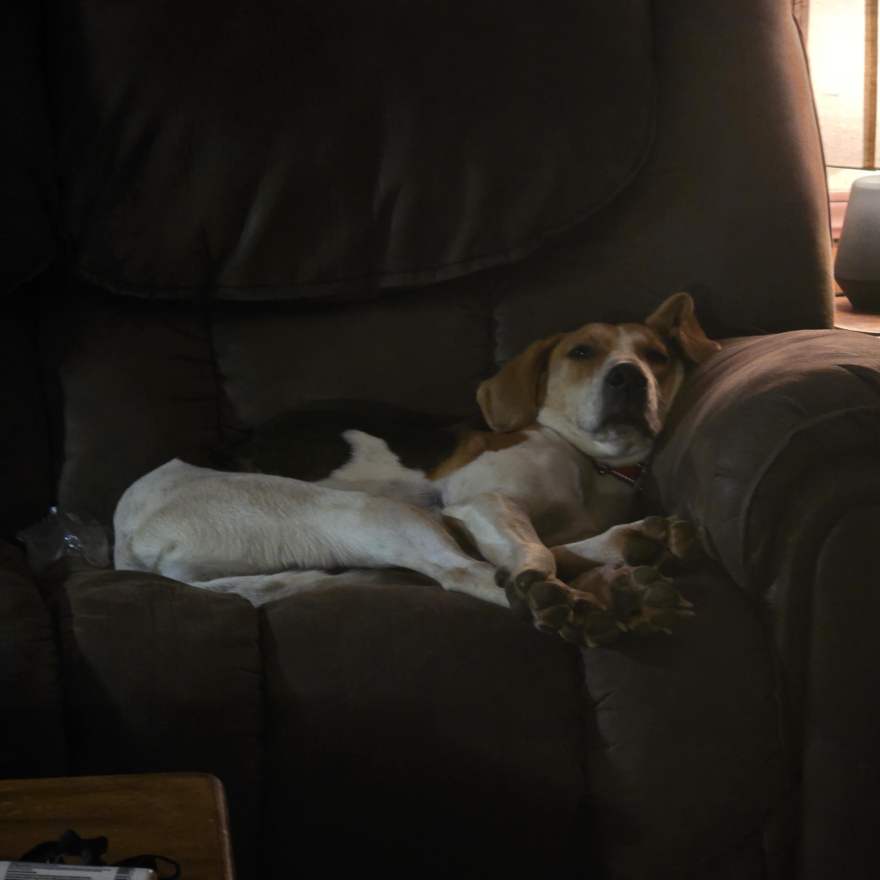 Enlarge Baby, a Adoptable American Foxhound in Warwick , RI image 2/4