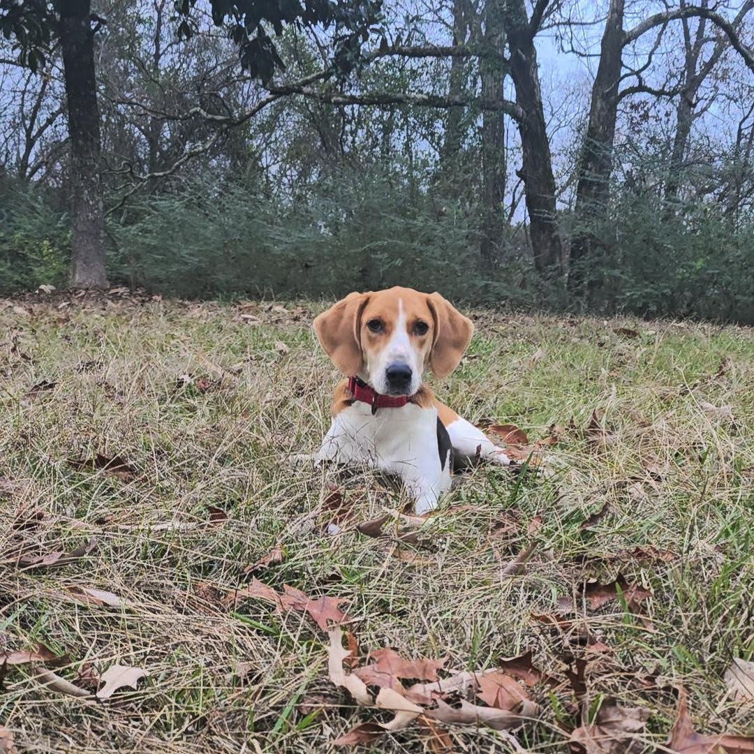 Enlarge Baby, a Adoptable American Foxhound in Warwick , RI image 3/4