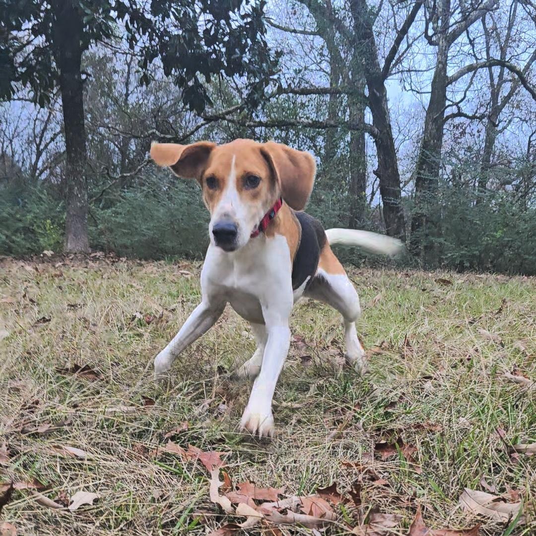 Enlarge Baby, a Adoptable American Foxhound in Warwick , RI image 4/4