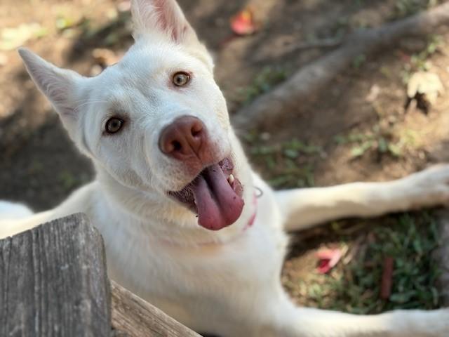 JUNEAU, Adoptable, Young Male Husky & Mixed Breed.