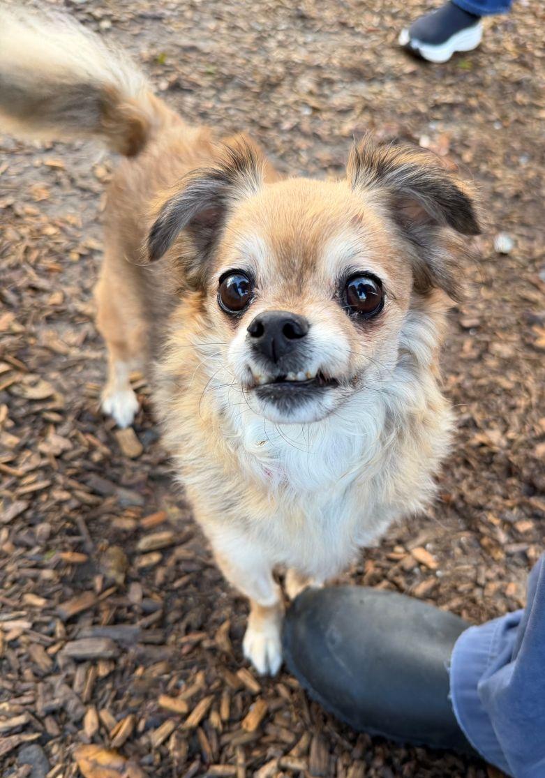 Daphne, adopted, Senior Female Pomeranian & Pekingese.