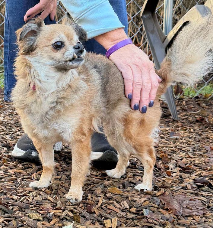 Enlarge Daphne, an adopted mixed breed in East Hartford, CT image 3/6