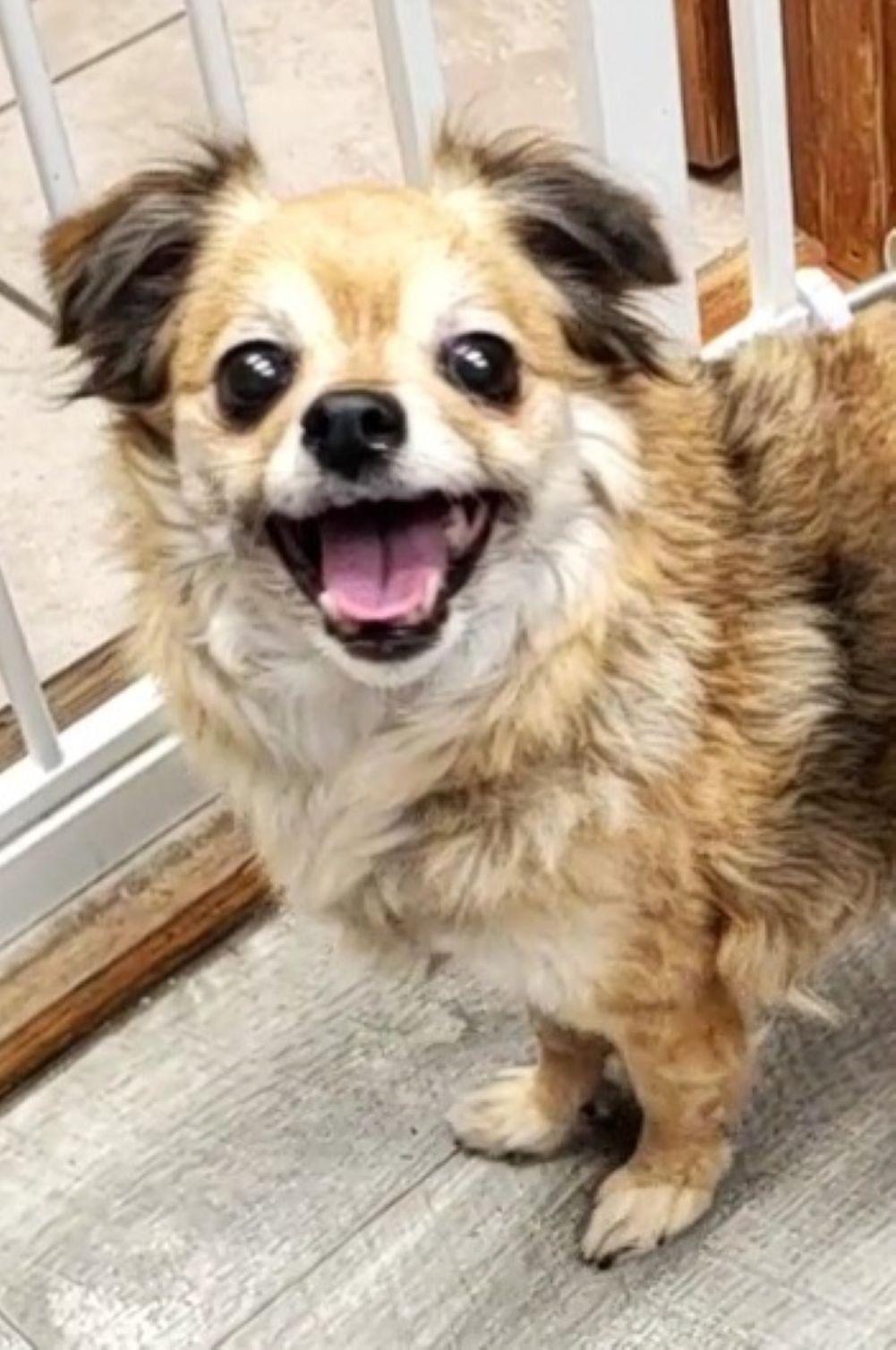 Enlarge Daphne, an adopted mixed breed in East Hartford, CT image 4/6