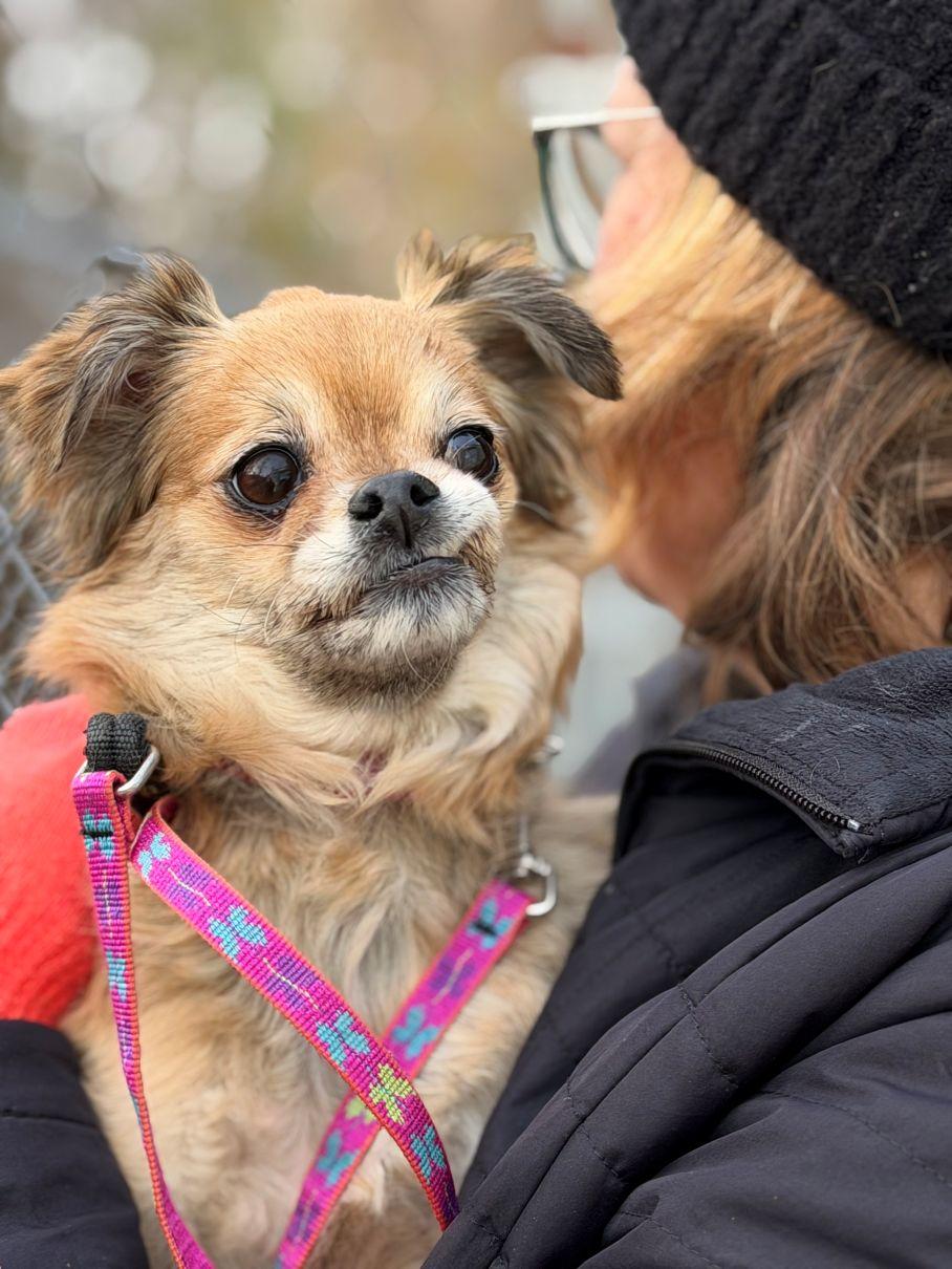 Enlarge Daphne, an adopted mixed breed in East Hartford, CT image 5/6