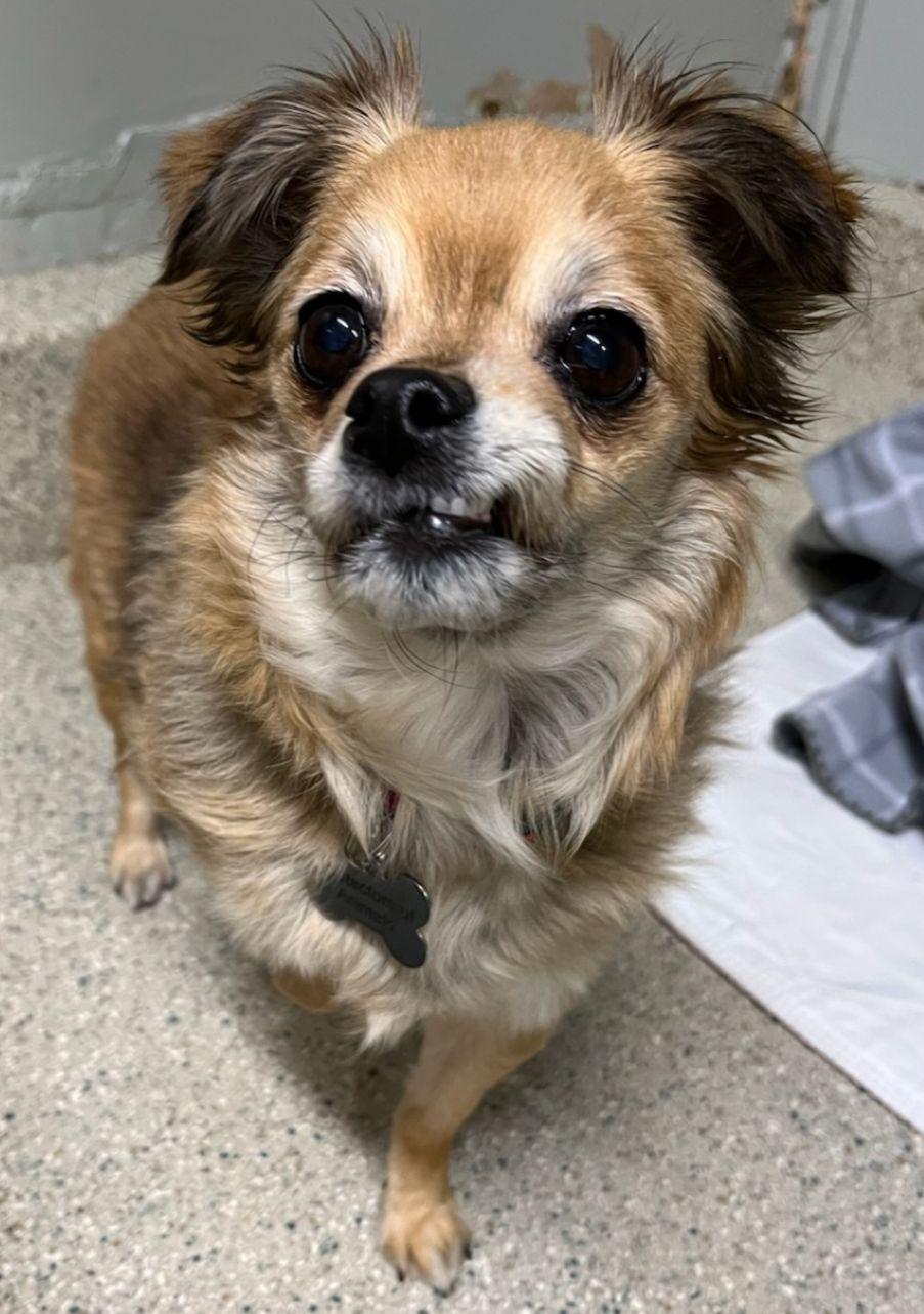 Enlarge Daphne, an adopted mixed breed in East Hartford, CT image 6/6