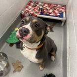 Enlarge Bear, an adopted mixed breed in Hilliard, OH image 3/3