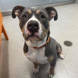 Enlarge Bear, an adopted mixed breed in Hilliard, OH image 1/3