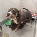 Enlarge Bear, an adopted mixed breed in Hilliard, OH image 2/3