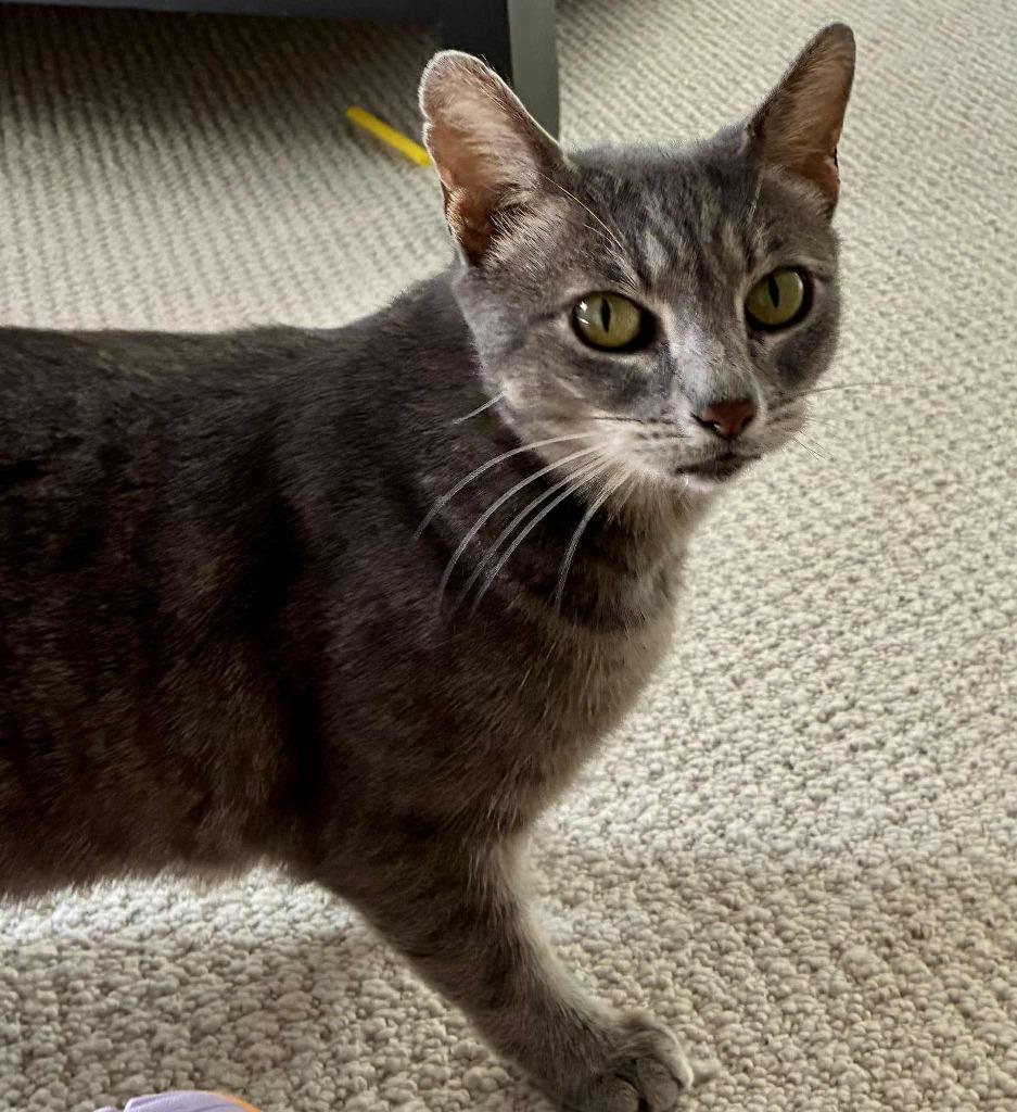 Fiona, Adopted, Senior Female Domestic Short Hair.
