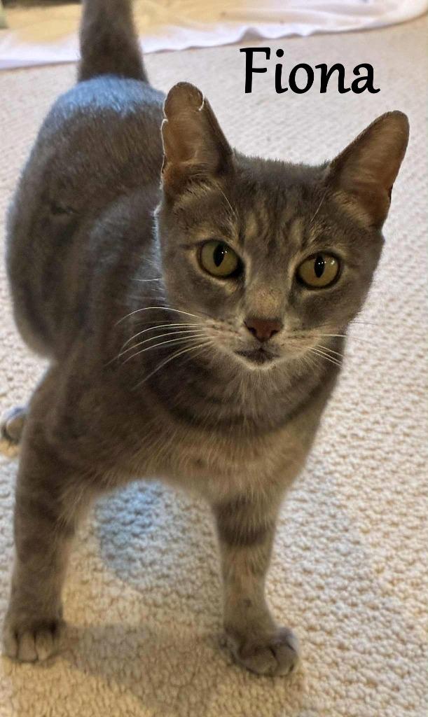 Fiona, a Adopted mixed breed in Hoover , AL image 2/4