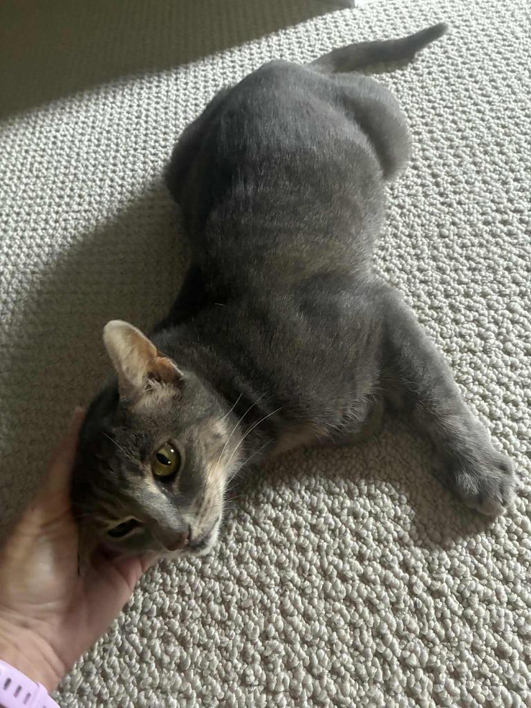 Fiona, a Adopted mixed breed in Hoover , AL image 4/4