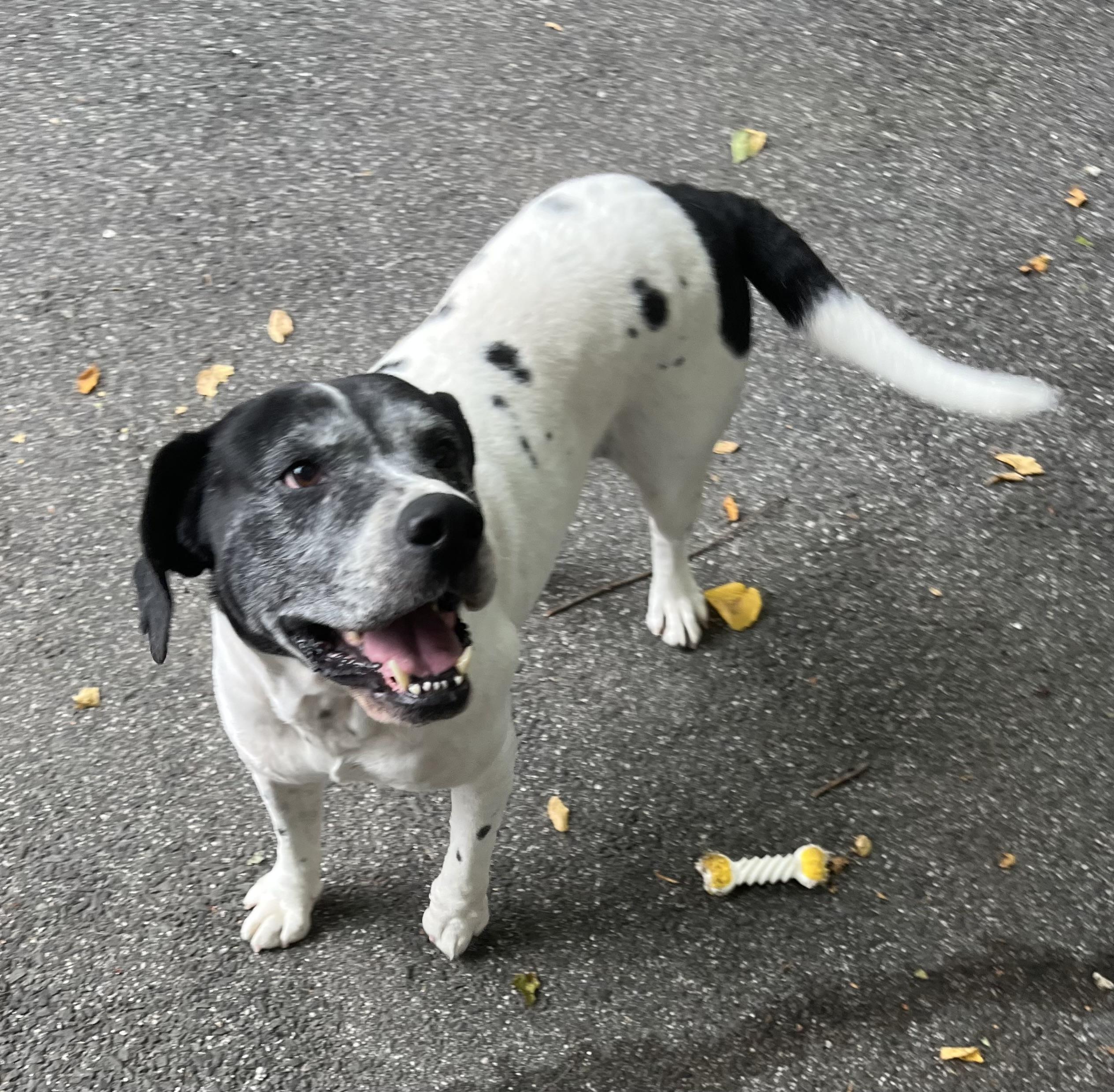 Zeke, a Adoptable mixed breed in Southbury, CT image 1/3