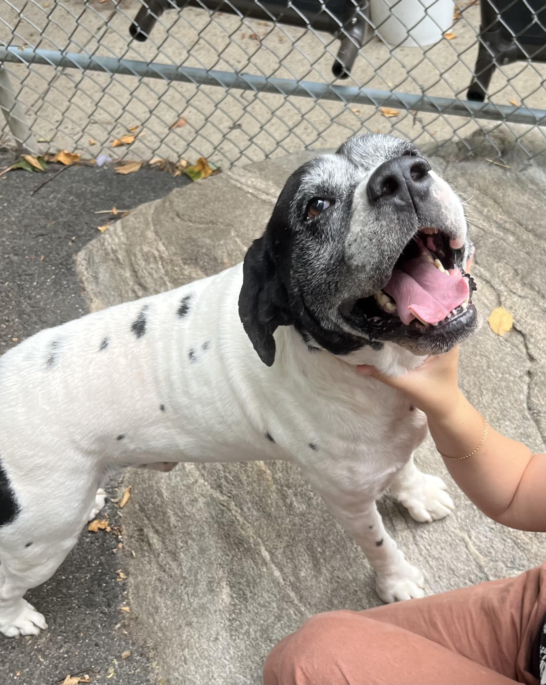Zeke, a Adoptable mixed breed in Southbury, CT image 3/3