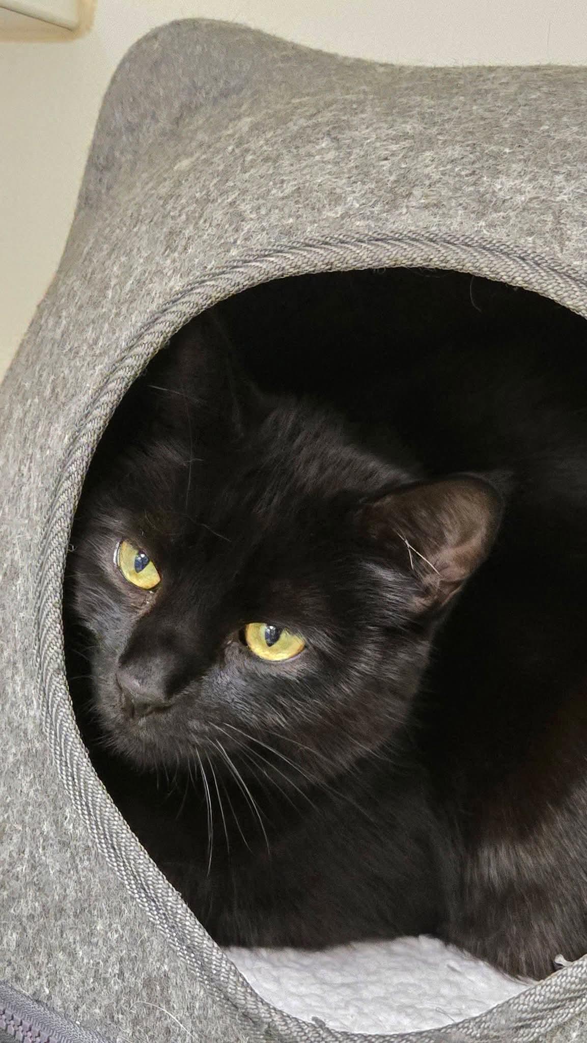 Navy, Adoptable, Adult Male Domestic Short Hair.