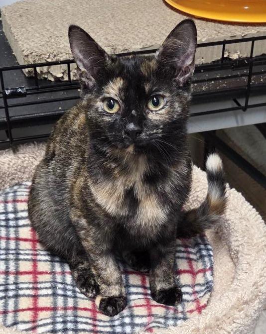 Bettina , ADOPTABLE, Young Female Tortoiseshell.