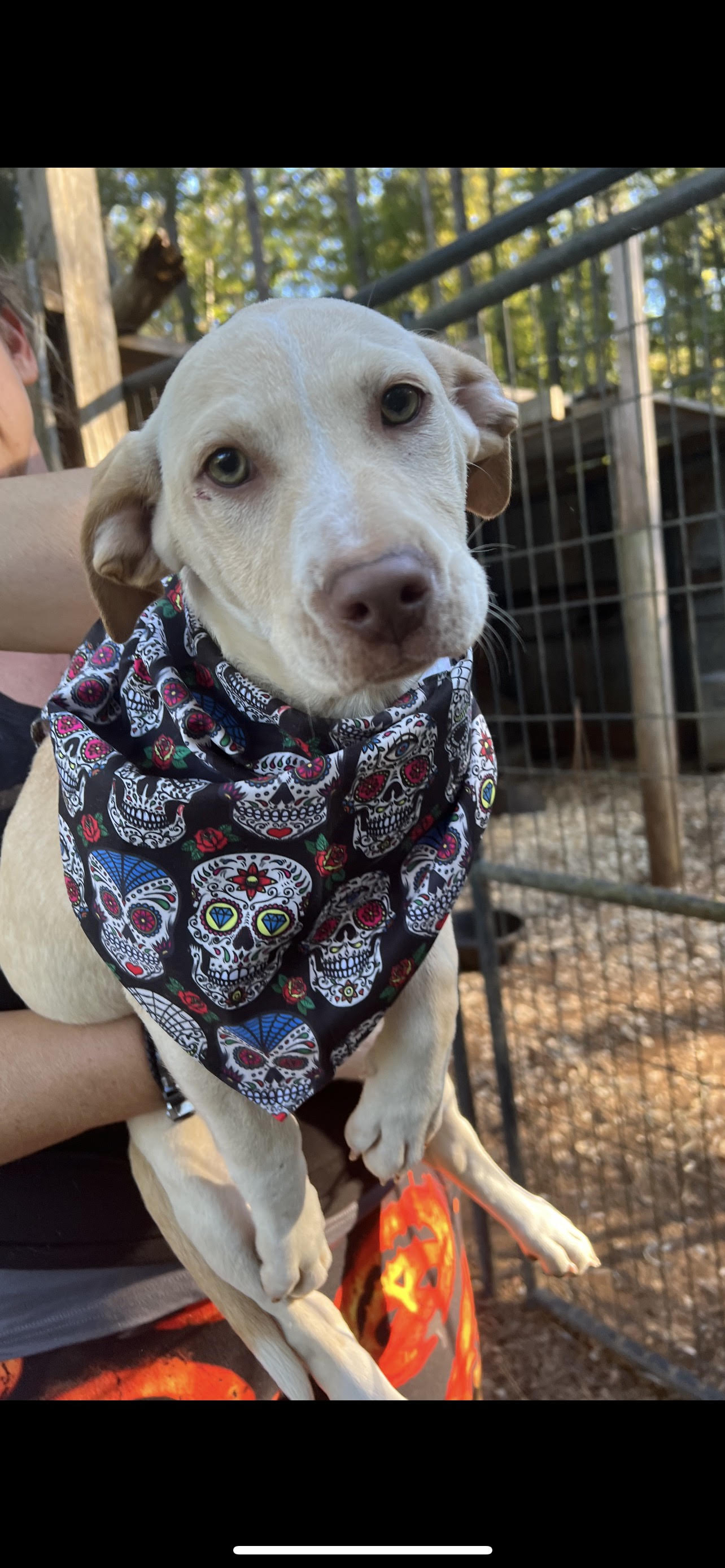 Dog for adoption MEANIE, a Yellow Labrador Retriever & Feist Mix in