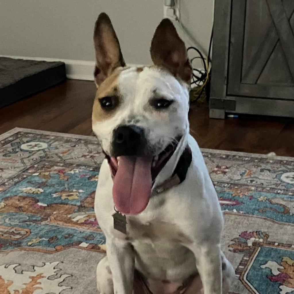 Amethyst, Adoptable, Adult Female Mixed Breed.