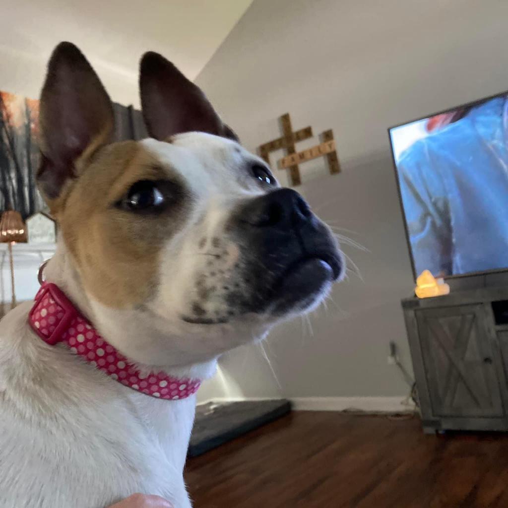 Enlarge Amethyst, a Adoptable Mixed Breed in Savannah, GA image 2/6