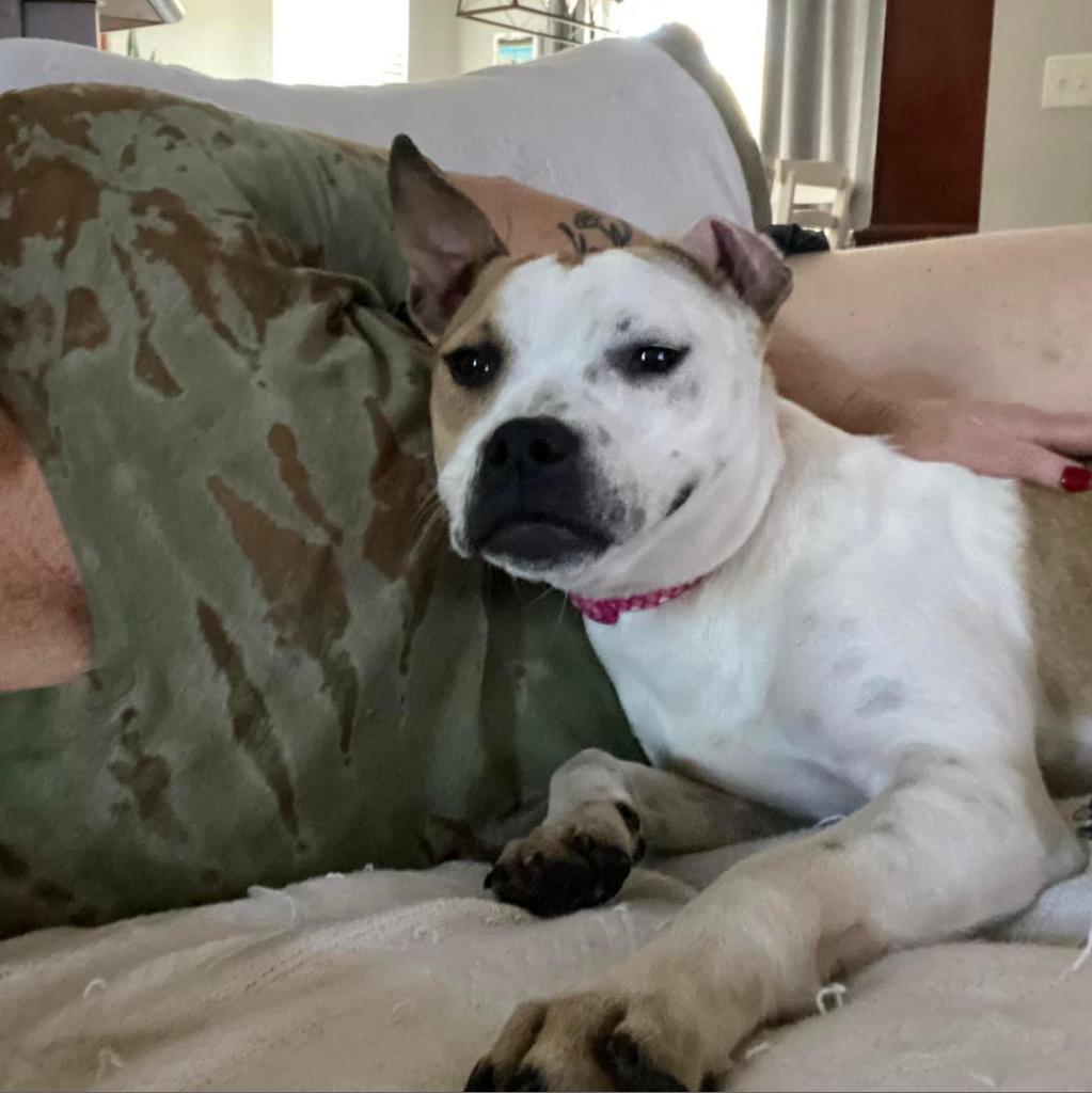 Enlarge Amethyst, a Adoptable Mixed Breed in Savannah, GA image 3/6