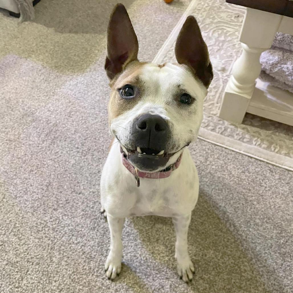 Enlarge Amethyst, a Adoptable Mixed Breed in Savannah, GA image 4/6