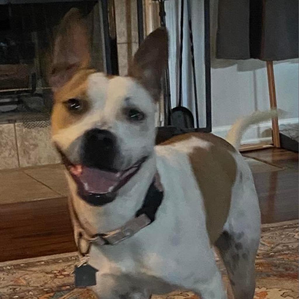 Enlarge Amethyst, a Adoptable Mixed Breed in Savannah, GA image 5/6