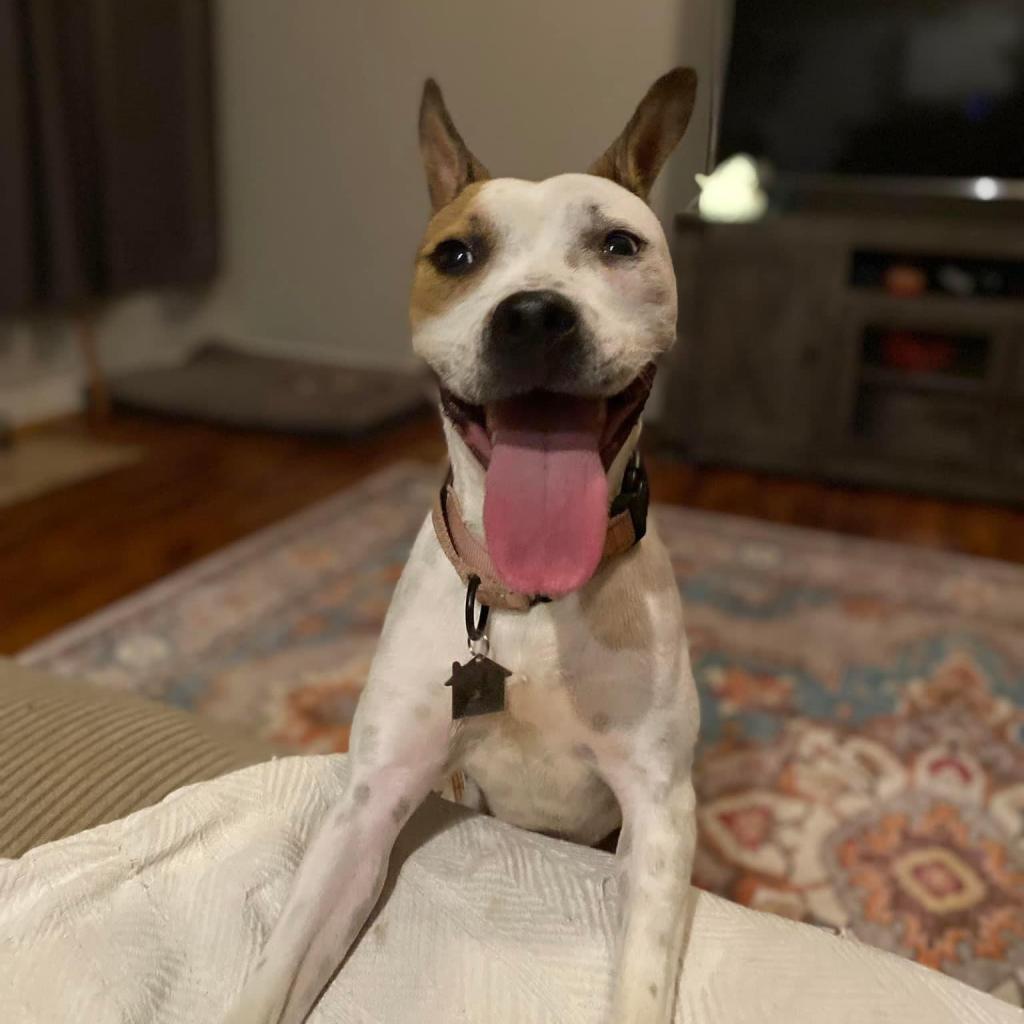 Enlarge Amethyst, a Adoptable Mixed Breed in Savannah, GA image 6/6