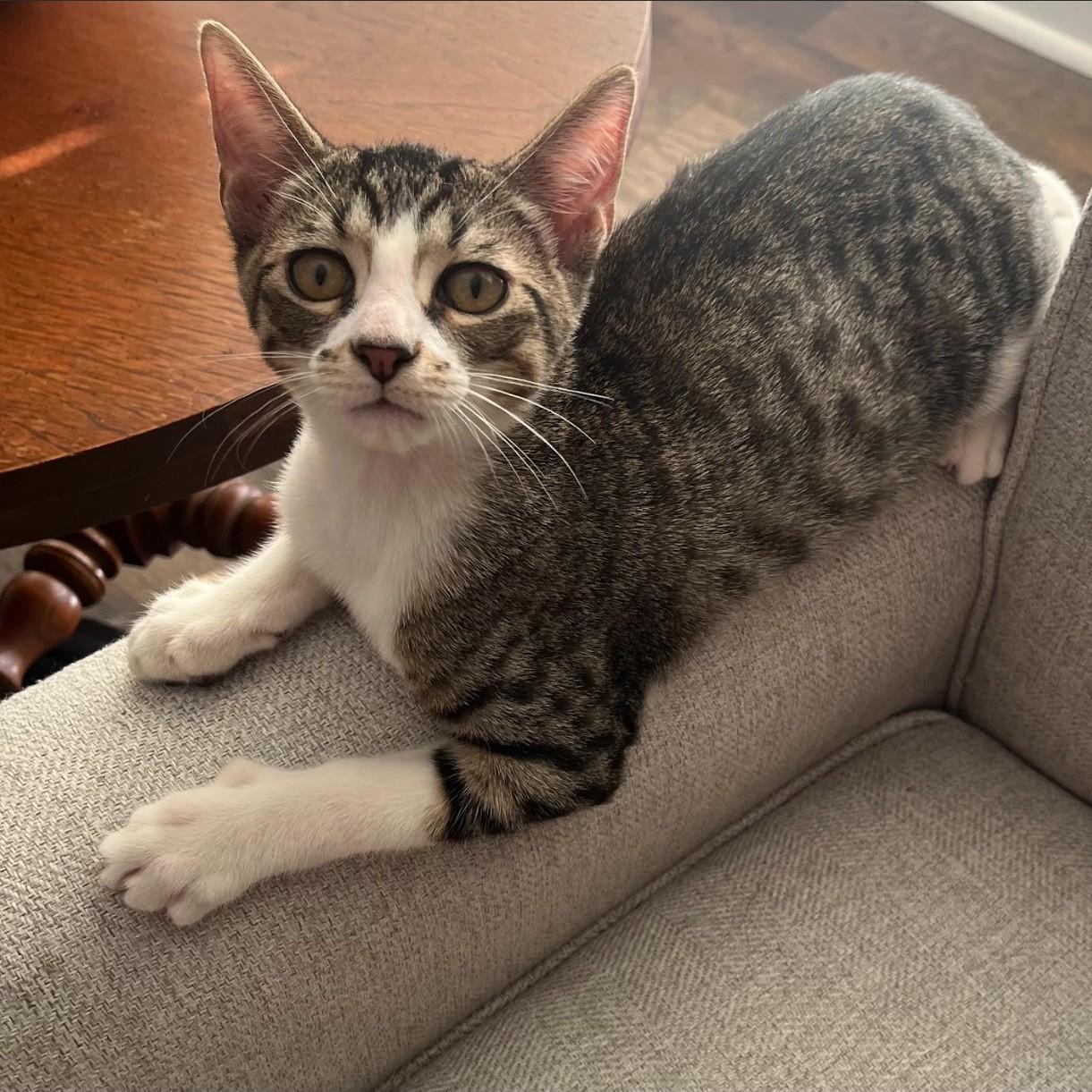 Enlarge Patrick, a Adoptable American Shorthair in Allen, TX image 1/6