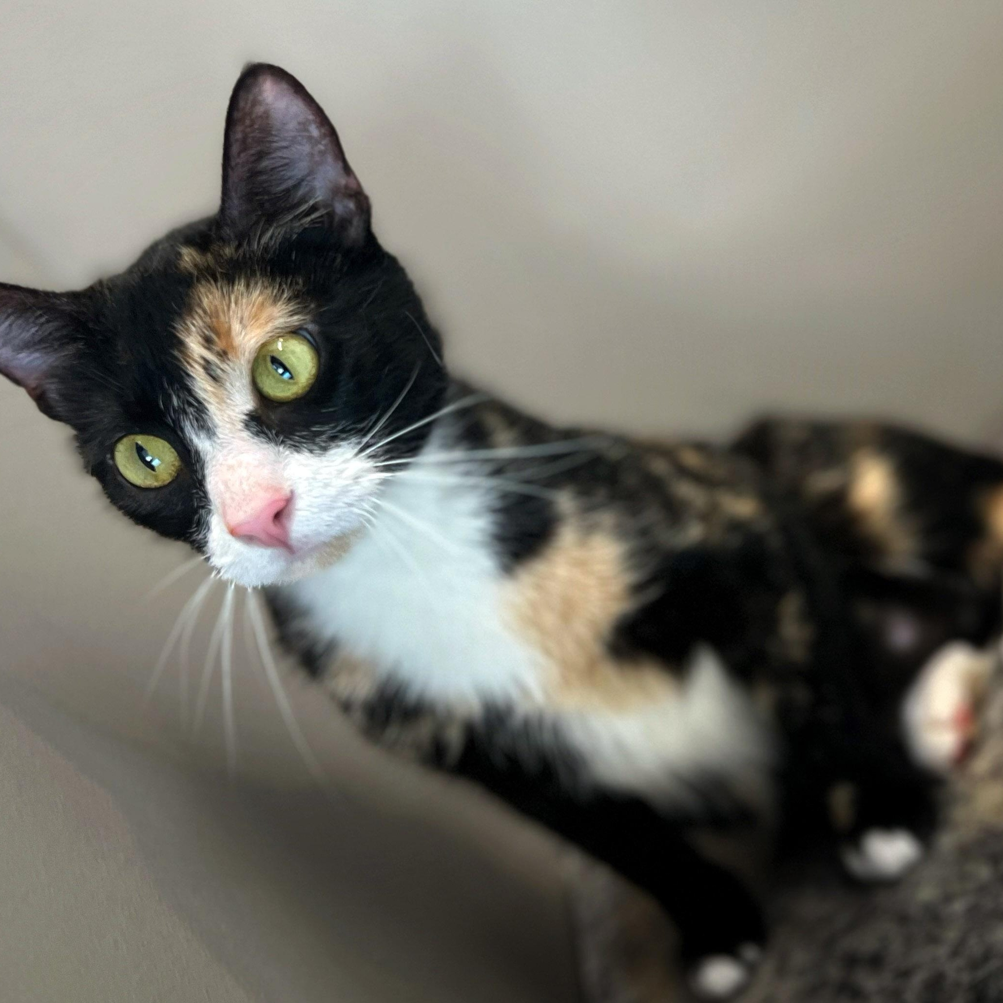 Sudz, a ADOPTABLE Calico in Chicago, IL image 4/6