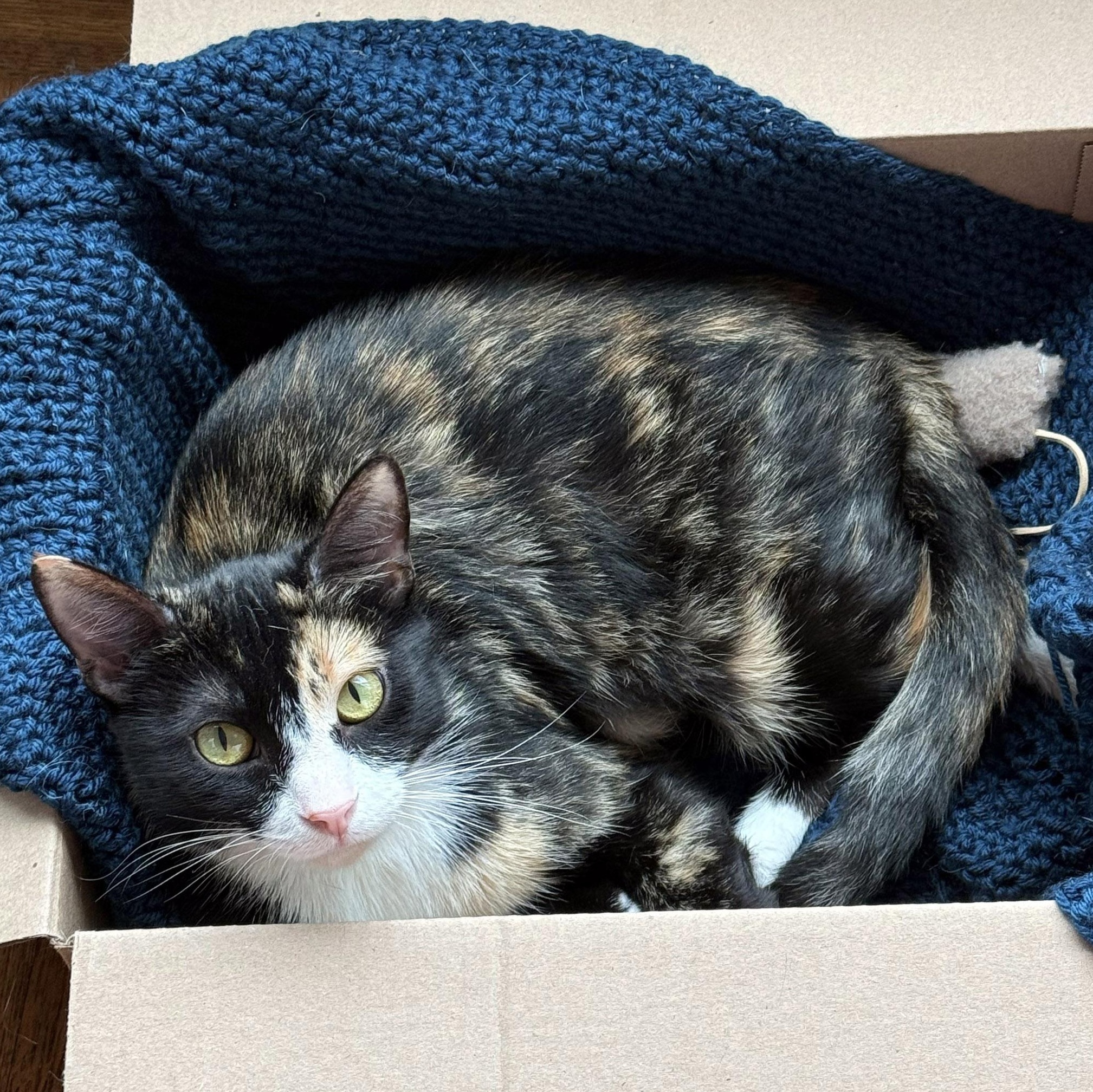Sudz, a ADOPTABLE Calico in Chicago, IL image 6/6