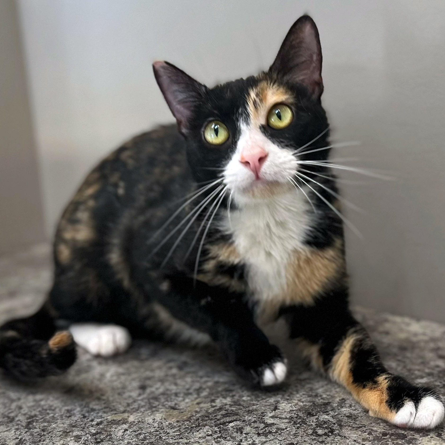 Sudz, a ADOPTABLE Calico in Chicago, IL image 5/6