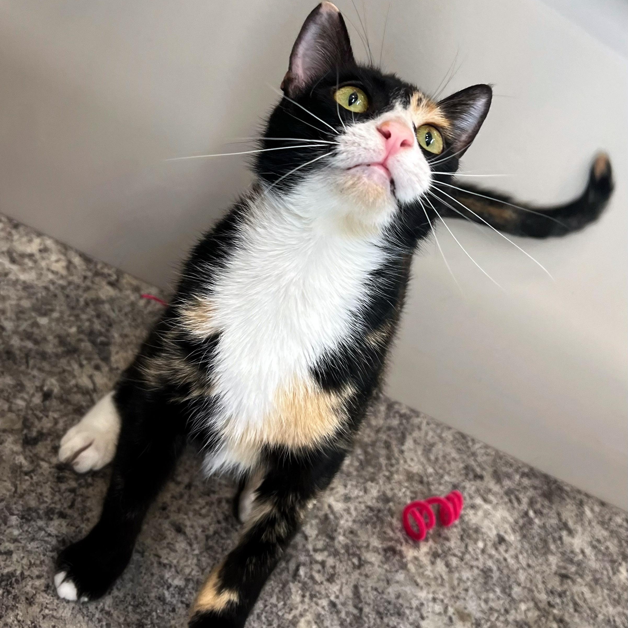 Sudz, a ADOPTABLE Calico in Chicago, IL image 2/6