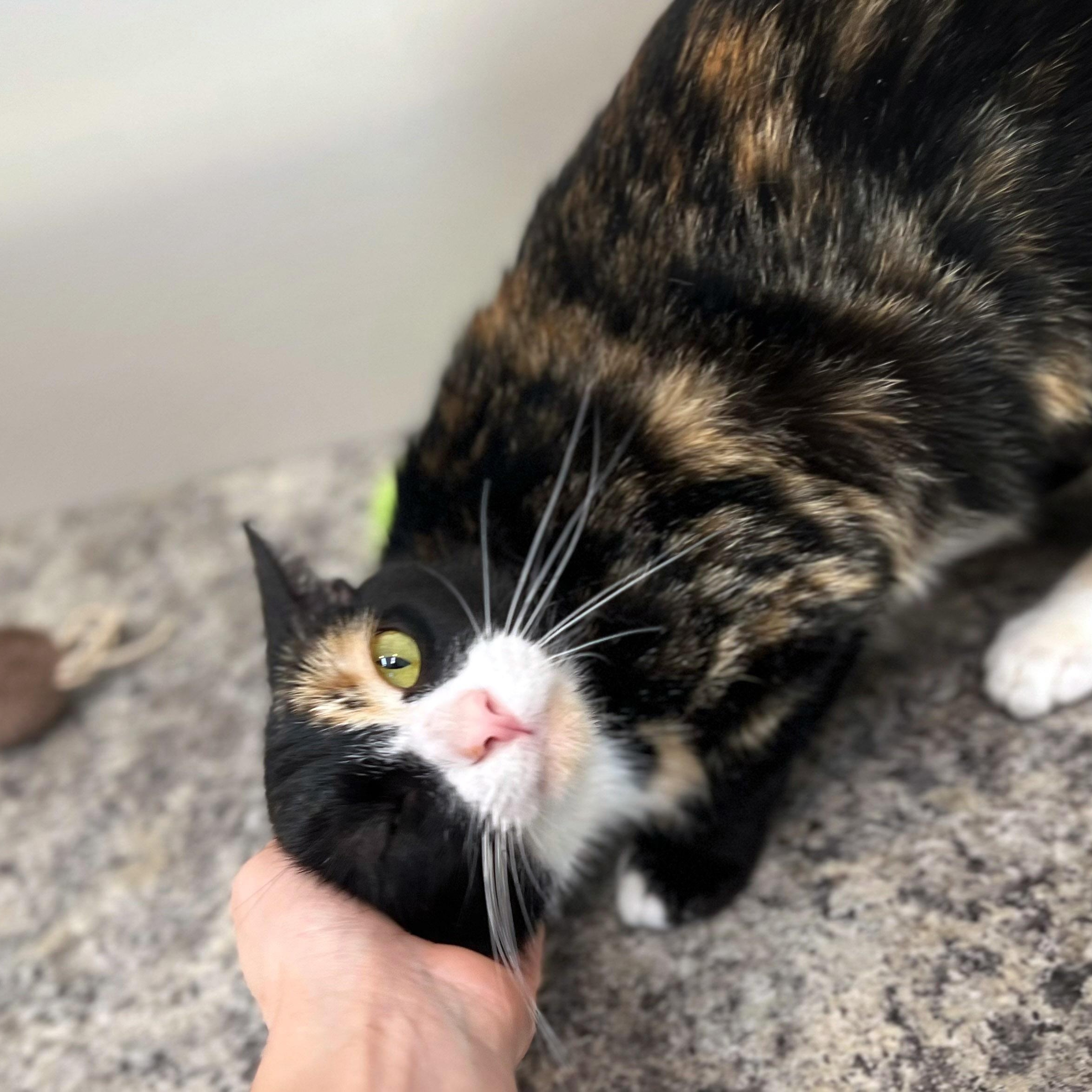 Sudz, a ADOPTABLE Calico in Chicago, IL image 3/6