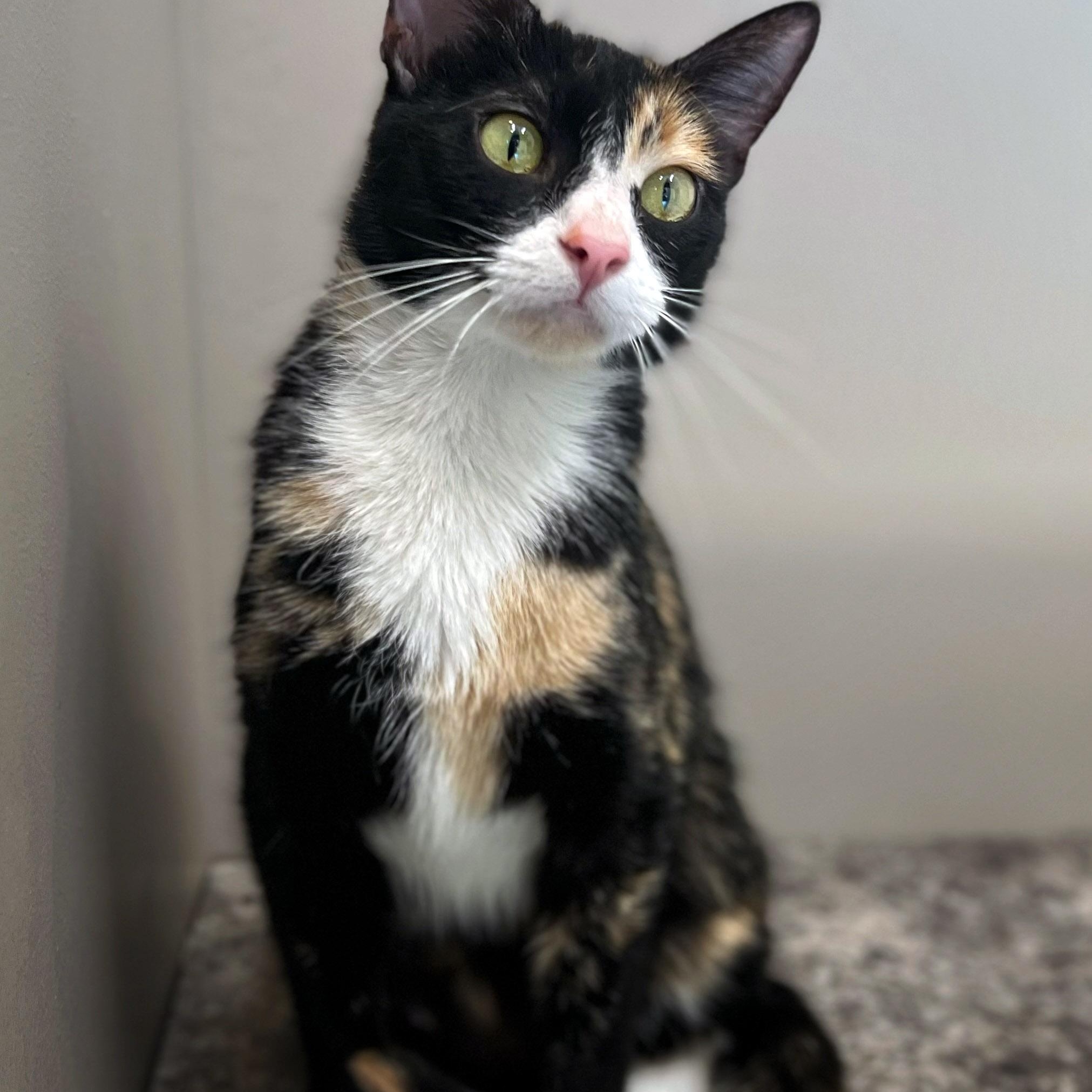 Sudz, a ADOPTABLE Calico in Chicago, IL image 1/6