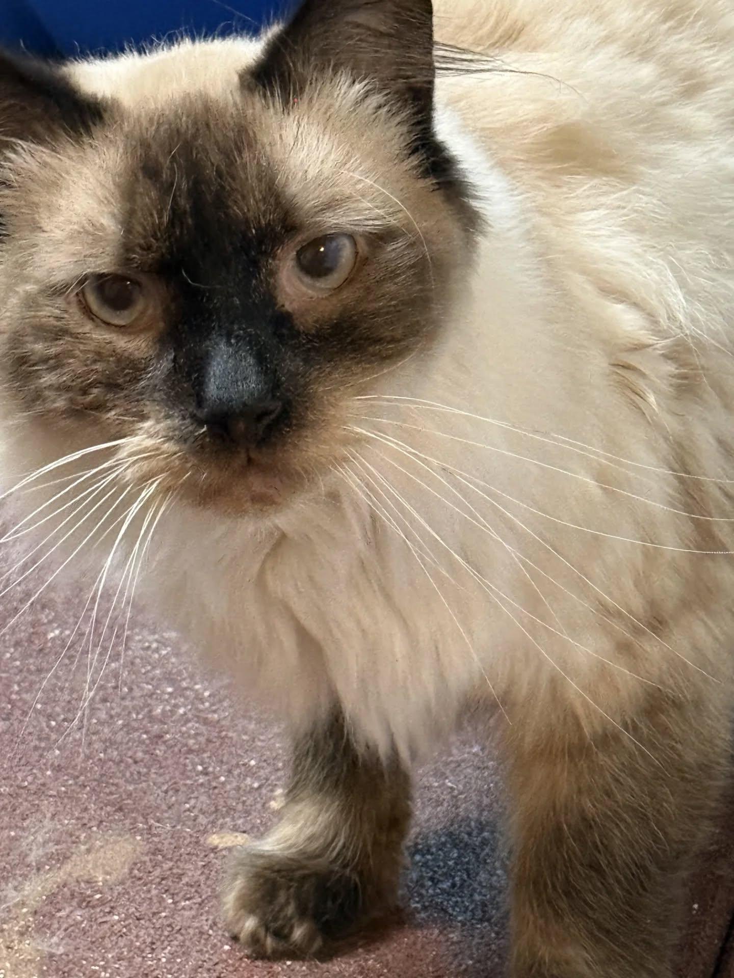 Blue (shy shy boy but good with other cats), ADOPTABLE, Adult Male Siamese & Himalayan.
