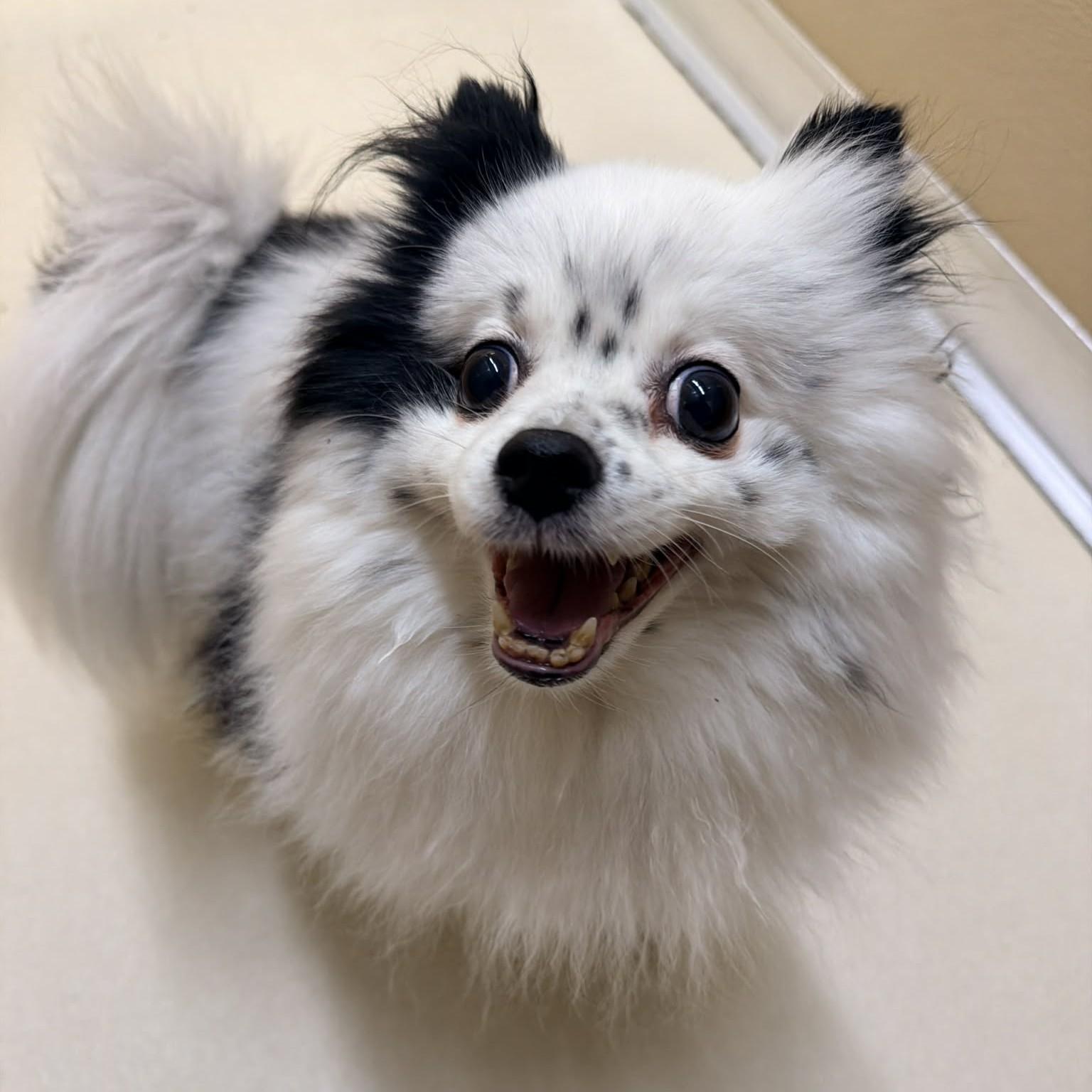 Rosa, adopted, Adult Female Pomeranian.