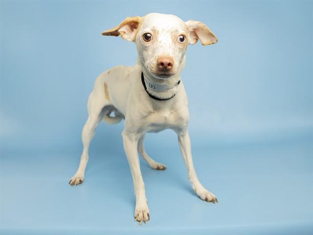 FRECKLES, Adoptable, Adult Female Chihuahua.