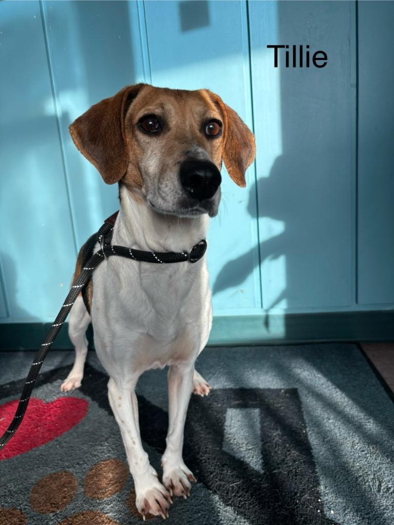B16 Tillie, Adoptable, Adult Female Beagle & Hound.
