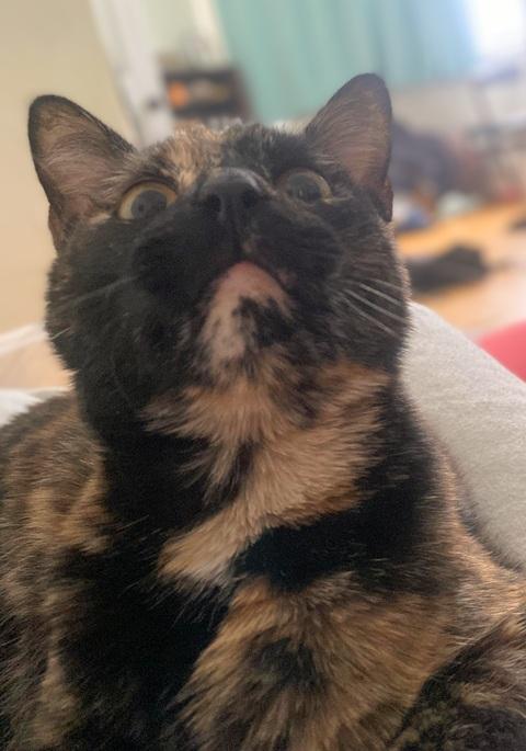 Enlarge Toffee, an adopted Domestic Short Hair in Melrose, MA image 4/6