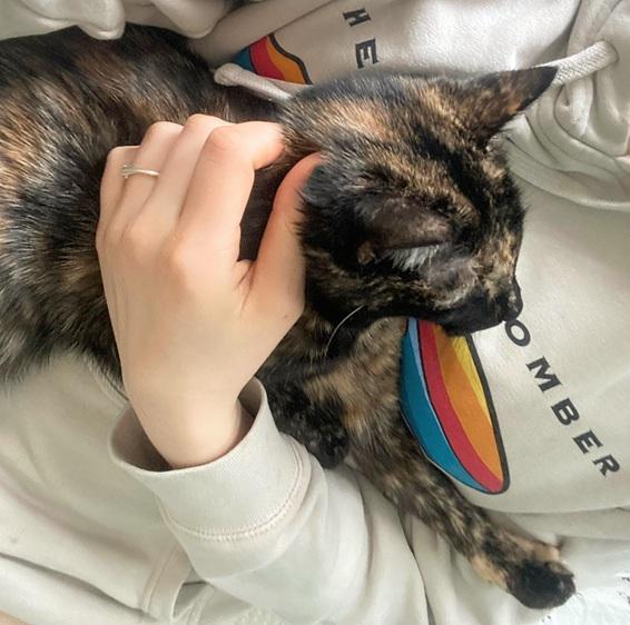 Toffee, adopted, Kitten Female Domestic Short Hair.