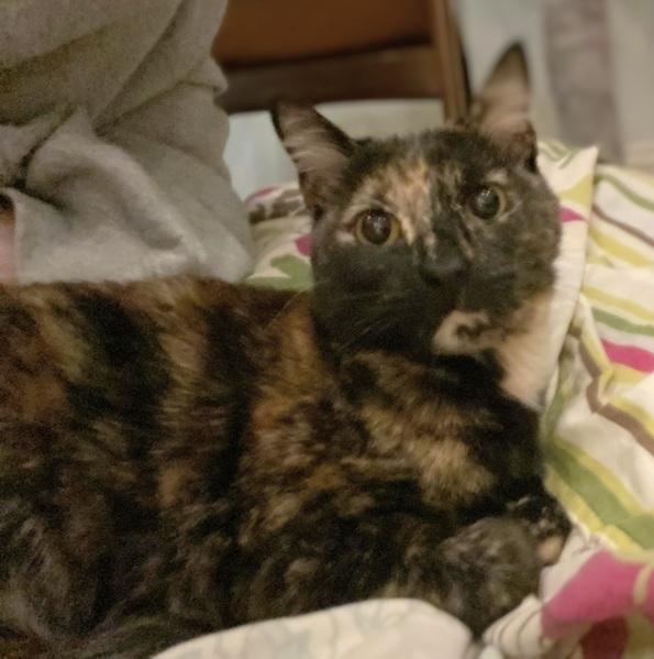 Enlarge Toffee, an adopted Domestic Short Hair in Melrose, MA image 5/6