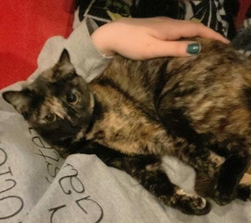 Enlarge Toffee, an adopted Domestic Short Hair in Melrose, MA image 3/6