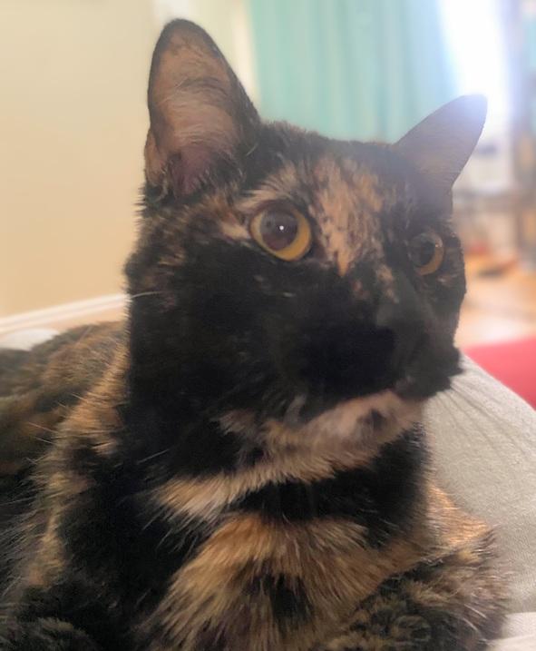 Enlarge Toffee, an adopted Domestic Short Hair in Melrose, MA image 6/6