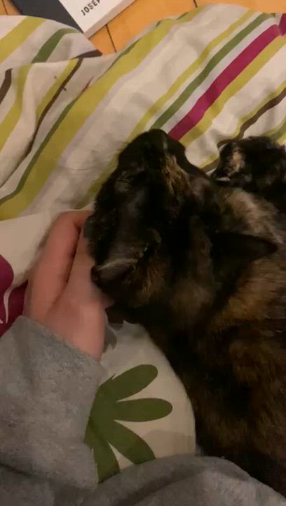 Enlarge Toffee, an adopted Domestic Short Hair in Melrose, MA video 2/6