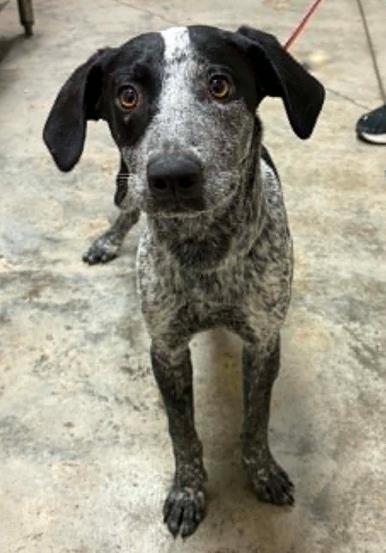 Root Beer, Adoptable, Young Male Mixed Breed & Mixed Breed.