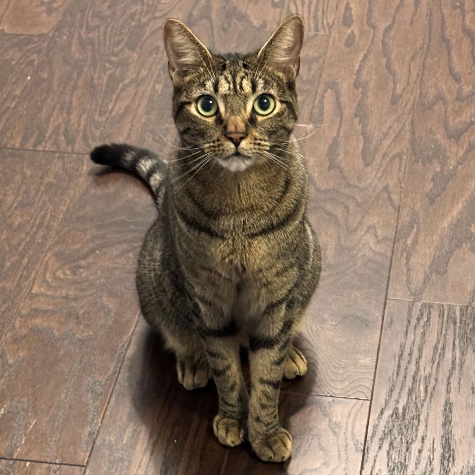 Ancho, Adoptable, Young Male Domestic Short Hair.