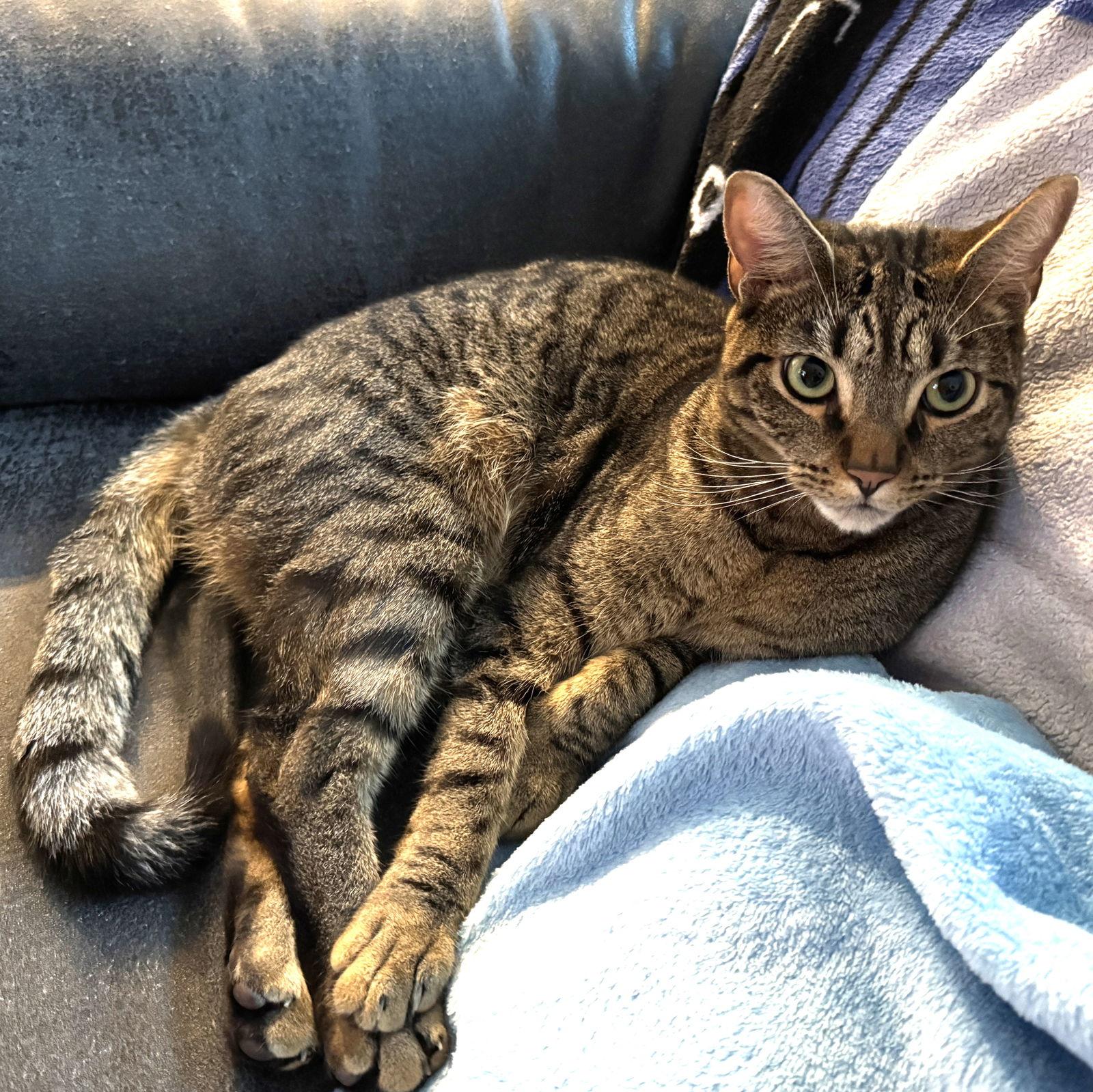 Enlarge Ancho, a Adoptable Domestic Short Hair in St. Cloud, FL image 2/3