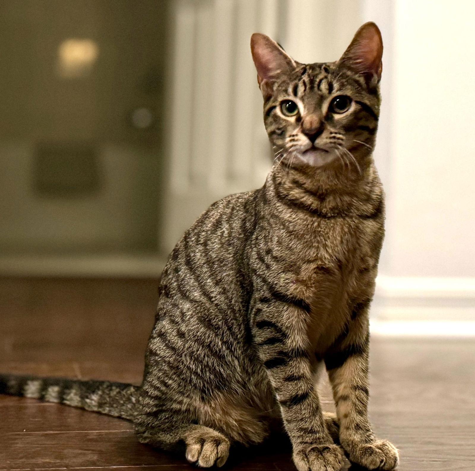 Enlarge Ancho, a Adoptable Domestic Short Hair in St. Cloud, FL image 3/3