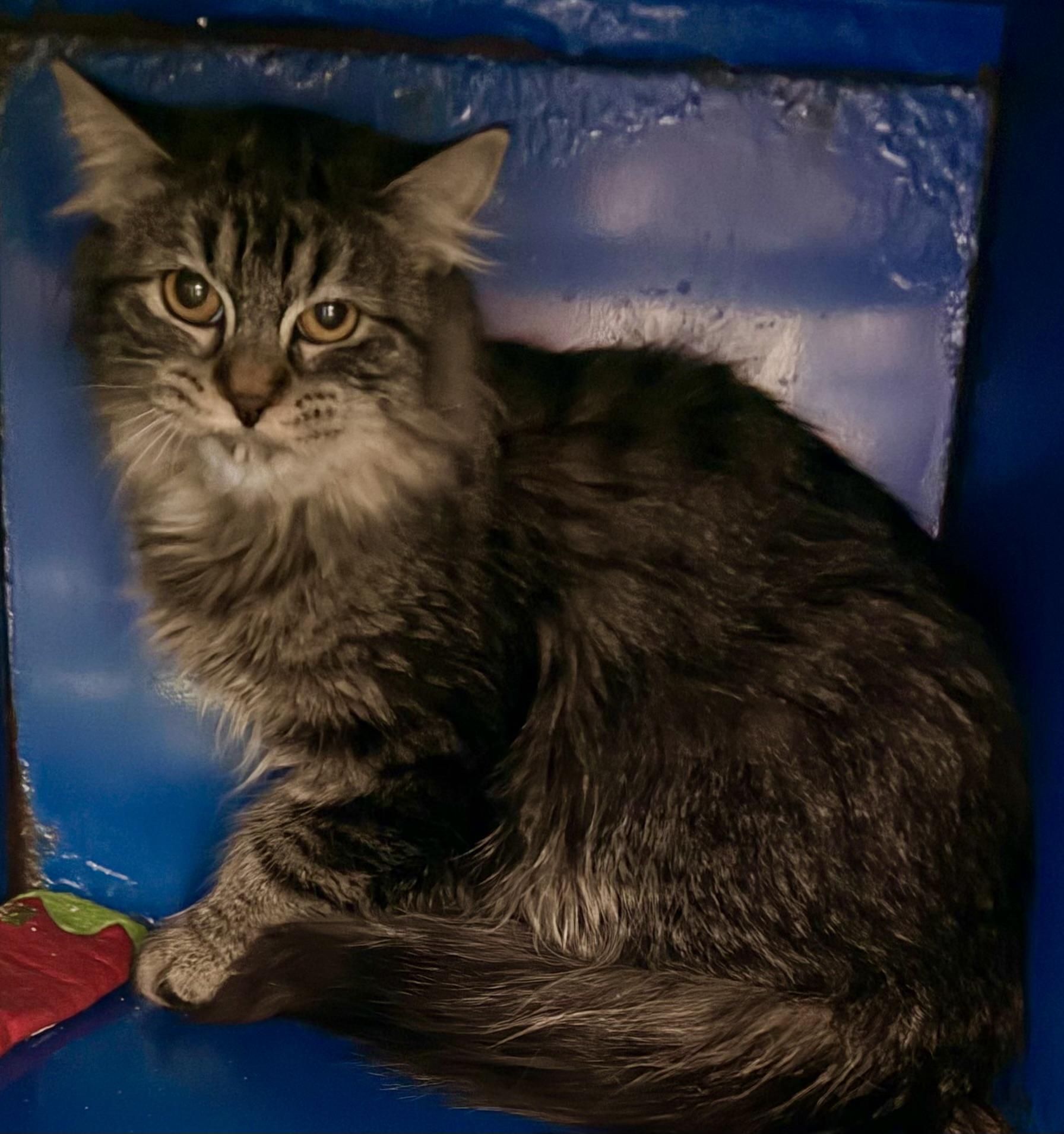 Lilly, Adoptable, Young Female Domestic Medium Hair.