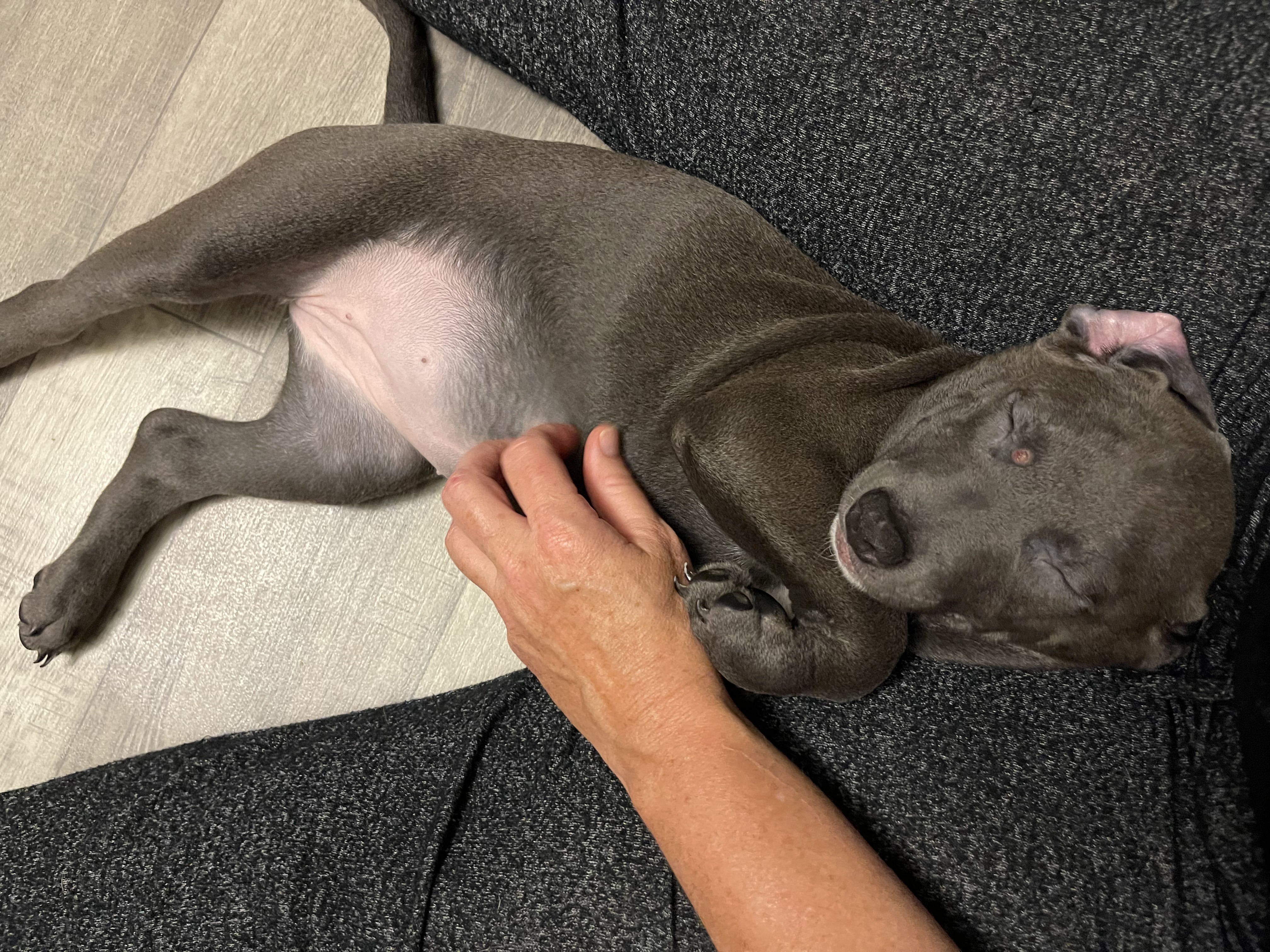 Willow, Adopted, Puppy Female American Staffordshire Terrier & Chocolate Labrador Retriever.