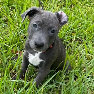 Enlarge Willow, a Adopted mixed breed in Haslet, TX image 2/2